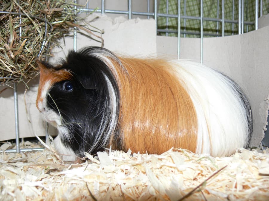 2025-11-12-morčata plísně-554934761_24879917214936208.jpg